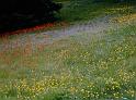 (43) wildflowers (ketchikan, alaska)